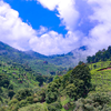 Article image for: Coonoor, Tamil Nadu