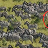 A simple way to spot the hidden tiger