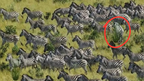 A simple way to spot the hidden tiger