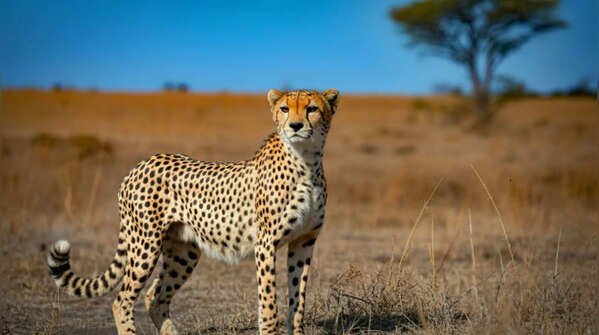 Animals that are faster than a cheetah