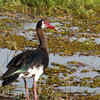 Spur-winged goose 