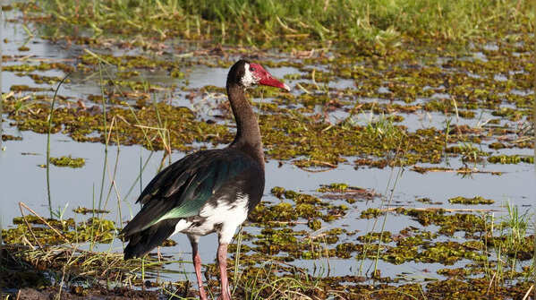 Spur-winged goose