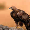 Golden eagle