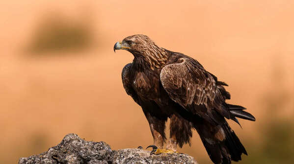 Golden eagle