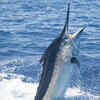 Black marlin 