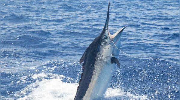 Black marlin