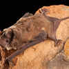 Mexican free-tailed bat