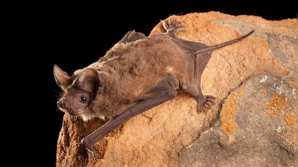 Mexican free-tailed bat