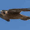 Peregrine falcon 