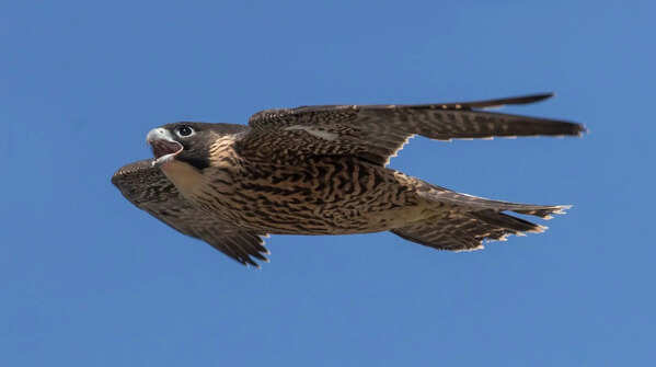 Peregrine falcon