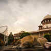 Article image for: Supreme Court Refuses To Entertain NGO's Plea To Clarify Rabid Dogs Euthanasia Order