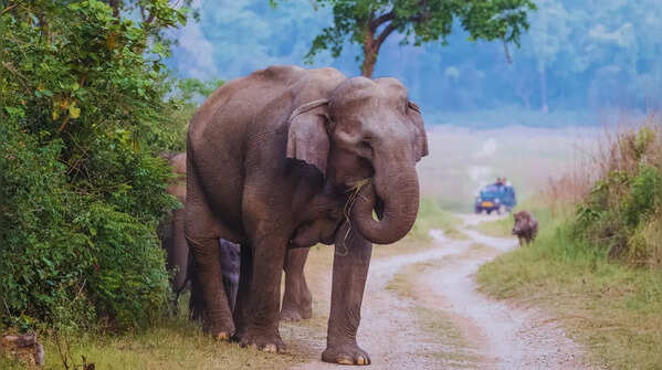 Stay at a wildlife resort near Jim Corbett National Park