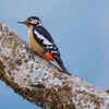 Go birding in Pangot