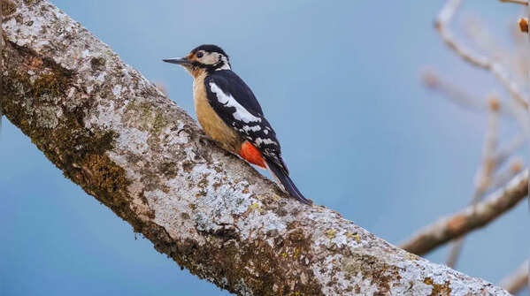 Go birding in Pangot