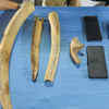 Article image for: Spike in tusk seizures hints at rampant poaching in forests across Odisha