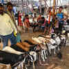 Article image for: Goat prices skyrocket ahead of Bakrid