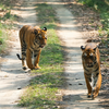 Article image for: Sundarbans National Park, West Bengal