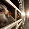 Article image for: Animal Defence Law Toothless, Ludhiana Ranks 8th On National Crime Record Bureau’s Cruelty Scale.