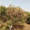 Article image for: Canal shutdown amid 45°C heat leaves Punjab kinnow growers worried