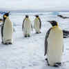 Paradise of penguins