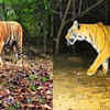 Article image for: A mystery tigress gives hope to a dying big cat homeland in Chhattisgarh