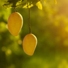 Article image for: The King of fruits strikes again: 5 incredible health benefits of mango