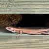 Keep insects away to discourage lizards