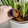 Cinnamon can be applied to the plant stem