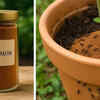 Article image for: Is cinnamon actually good for your plants? Here’s why gardeners are using it more often
