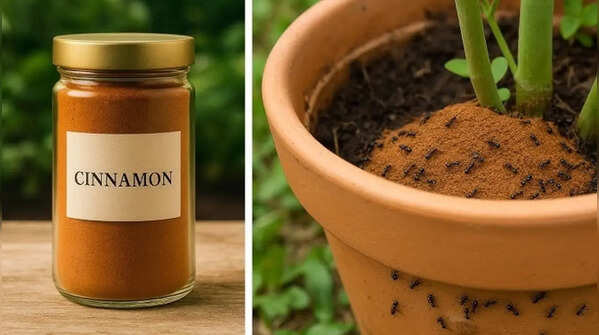 Is cinnamon actually good for your plants? Here’s why gardeners are using it more often
