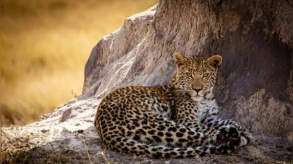 Leopard