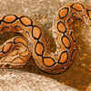 Russell's Viper