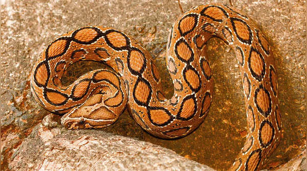 Russell's Viper