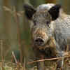 Wild Boar