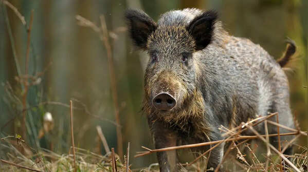 Wild Boar