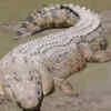 Saltwater Crocodile