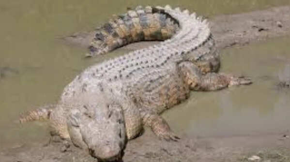Saltwater Crocodile