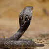 Indian Cobra