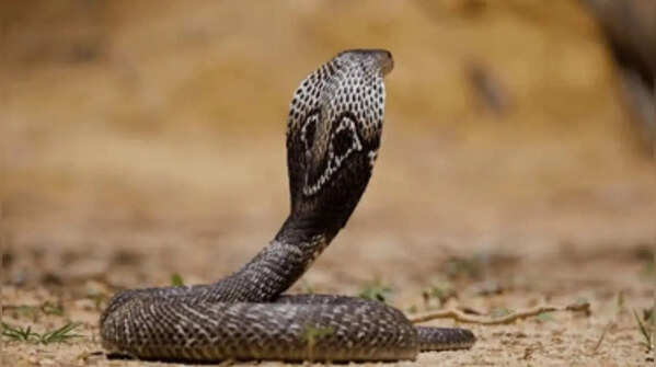 Indian Cobra