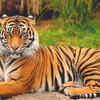 Bengal Tiger
