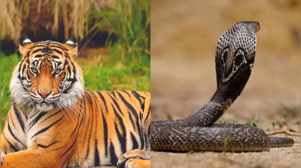 From deadly snakes to man-eating predators: India’s most dangerous animals that can kill within seconds