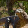 Evolution explains amazing similarities between animals