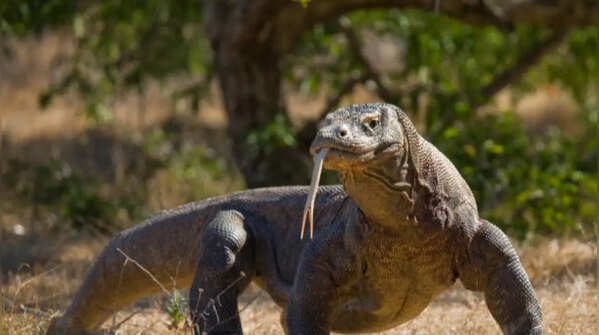 Evolution explains amazing similarities between animals