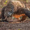 Komodo dragons still possess certain ancient reptilian characteristics