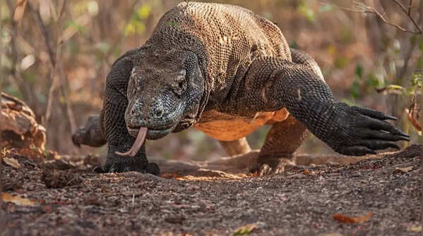 Komodo dragons still possess certain ancient reptilian characteristics