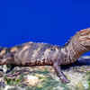 Lizards and crocodiles share a distant reptilian ancestry