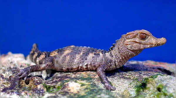 Lizards and crocodiles share a distant reptilian ancestry