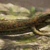 Lizards and crocodiles share a distant reptilian ancestry