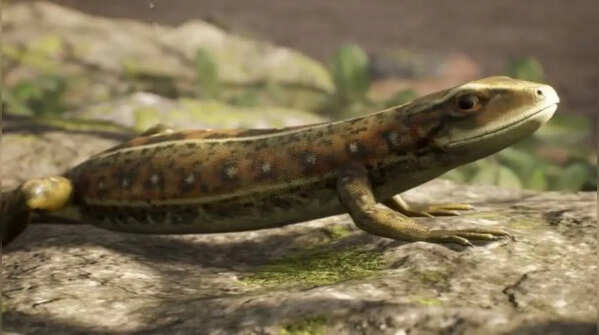 Lizards and crocodiles share a distant reptilian ancestry