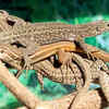 Lizards belong to an ancient reptile lineage